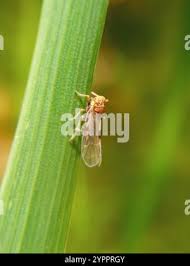 Attēlu rezultāti vaicājumam “Javesella pellucida male”