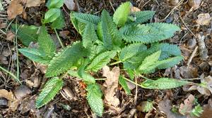Attēlu rezultāti vaicājumam “Stachys officinalis leaf”