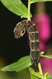 Attēlu rezultāti vaicājumam “Deilephila elpenor larva”