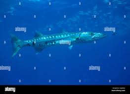 Image result for Sphyraena barracuda