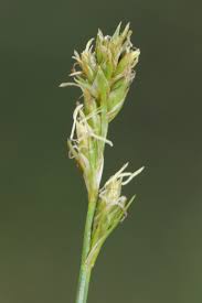 Attēlu rezultāti vaicājumam “Carex spicata”