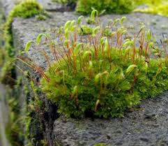 Attēlu rezultāti vaicājumam “Bryum pallescens sporophyte”