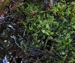 Attēlu rezultāti vaicājumam “Scapania irrigua”