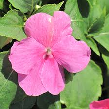 Image result for Impatiens walleriana