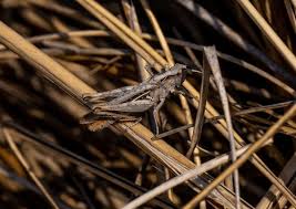 Attēlu rezultāti vaicājumam “Chortippus sp.”