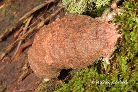 Attēlu rezultāti vaicājumam “Tubifera applanata”