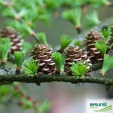 Attēlu rezultāti vaicājumam “Larix kaempferi leaf”