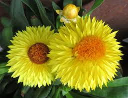 Image result for Helichrysum bracteatum