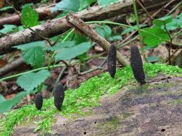 Attēlu rezultāti vaicājumam “Xylaria longipes”