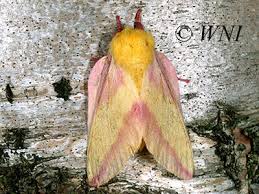 Attēlu rezultāti vaicājumam “Saturniidae”