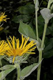 Attēlu rezultāti vaicājumam “Inula helenium leaf”