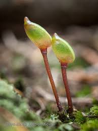 Attēlu rezultāti vaicājumam “Buxbaumia aphylla”