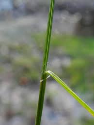 Attēlu rezultāti vaicājumam “Poa palustris”