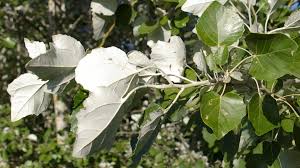 Attēlu rezultāti vaicājumam “Populus alba”