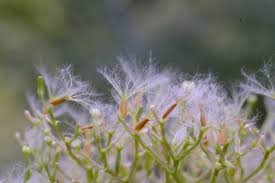 Attēlu rezultāti vaicājumam “Valeriana officinalis leaf”