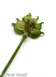 Attēlu rezultāti vaicājumam “Ranunculus lanuginosus bud”