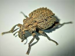 Image result for Brachycerus undatus