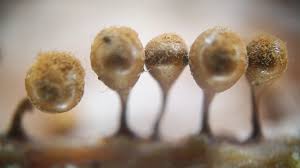 Attēlu rezultāti vaicājumam “Hemitrichia decipiens var. hemitrichoides”