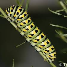 Attēlu rezultāti vaicājumam “Papilio machaon larva”