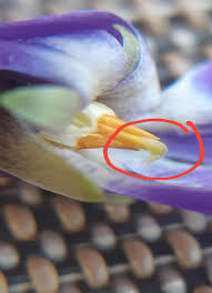 Attēlu rezultāti vaicājumam “Viola odorata bud”