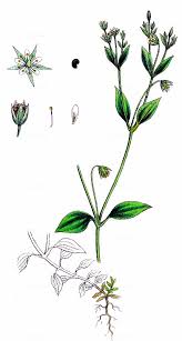 Attēlu rezultāti vaicājumam “Moehringia trinervia bud”