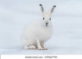 Attēlu rezultāti vaicājumam “Lepus timidus”