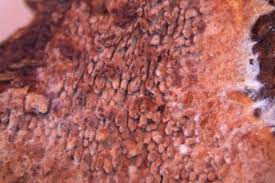 Attēlu rezultāti vaicājumam “Asterodon ferruginosus”