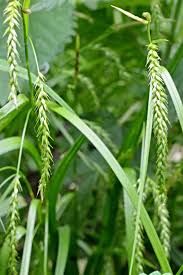Attēlu rezultāti vaicājumam “Carex sylvatica fruit”