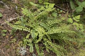 Attēlu rezultāti vaicājumam “Asplenium viride”