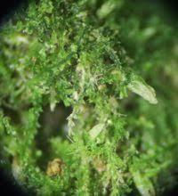 Attēlu rezultāti vaicājumam “Blepharostoma trichophyllum”