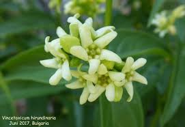 Attēlu rezultāti vaicājumam “Vincetoxicum hirundinaria”