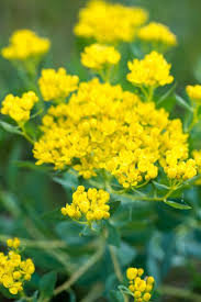 Attēlu rezultāti vaicājumam “Euphorbia virgata flower”