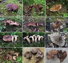 Attēlu rezultāti vaicājumam “Hydnellum sp.”