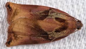 Attēlu rezultāti vaicājumam “Archips podana”