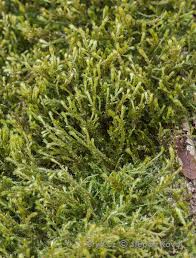 Attēlu rezultāti vaicājumam “Antitrichia curtipendula macro”