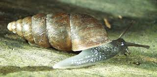 Attēlu rezultāti vaicājumam “Ena montana”