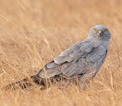 Attēlu rezultāti vaicājumam “Circus pygargus”