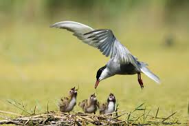 Attēlu rezultāti vaicājumam “Chlidonias hybrida adult”