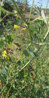 Attēlu rezultāti vaicājumam “Melilotus wolgicus flower”