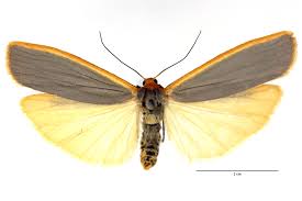 Attēlu rezultāti vaicājumam “Eilema depressa imago”