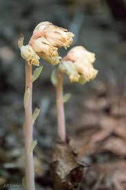 Attēlu rezultāti vaicājumam “Monotropa hypopitys bud”