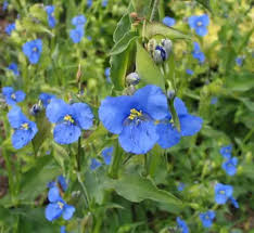 Attēlu rezultāti vaicājumam “Commelina coelestis flower”