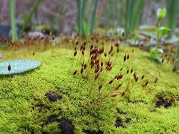 Attēlu rezultāti vaicājumam “Weissia brachycarpa”