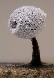 Attēlu rezultāti vaicājumam “Didymium nigripes stalked”