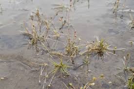 Attēlu rezultāti vaicājumam “Subularia aquatica leaf”