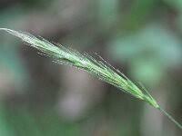 Attēlu rezultāti vaicājumam “Hordelymus europaeus”