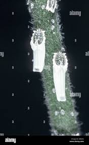 Attēlu rezultāti vaicājumam “Orthezia urticae”