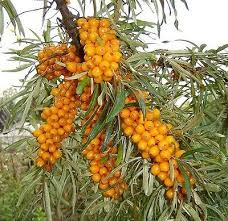 Attēlu rezultāti vaicājumam “Hippophae rhamnoides”