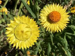 Image result for Strohblume