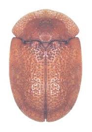 Attēlu rezultāti vaicājumam “Cassida”